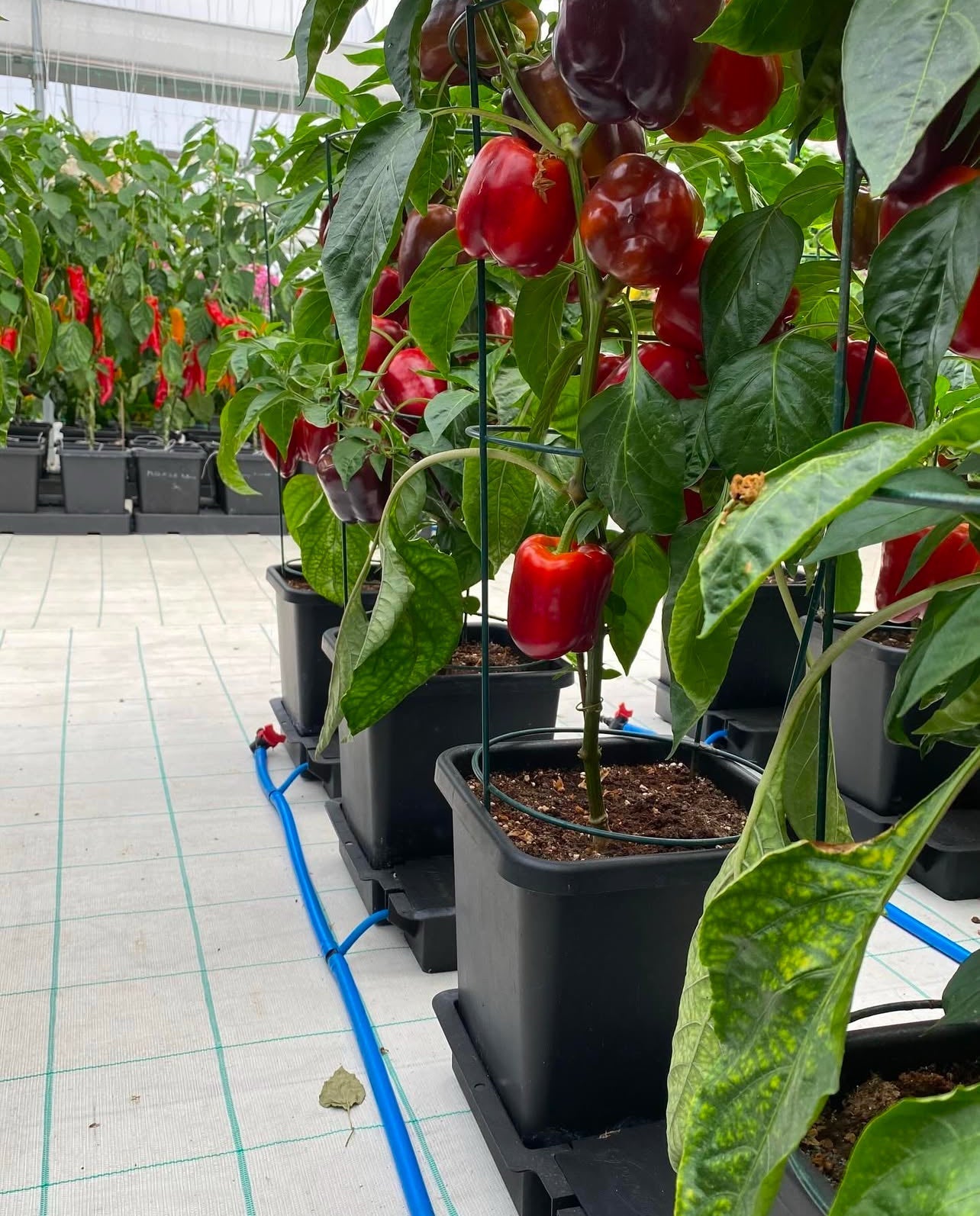 Simplify Off-Grid Living with Self-Watering Irrigation