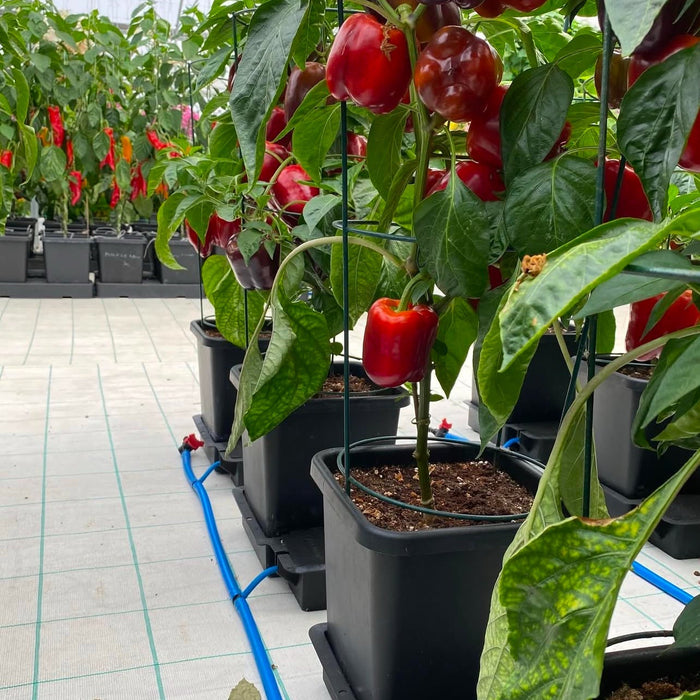 Simplify Off-Grid Living with Self-Watering Irrigation