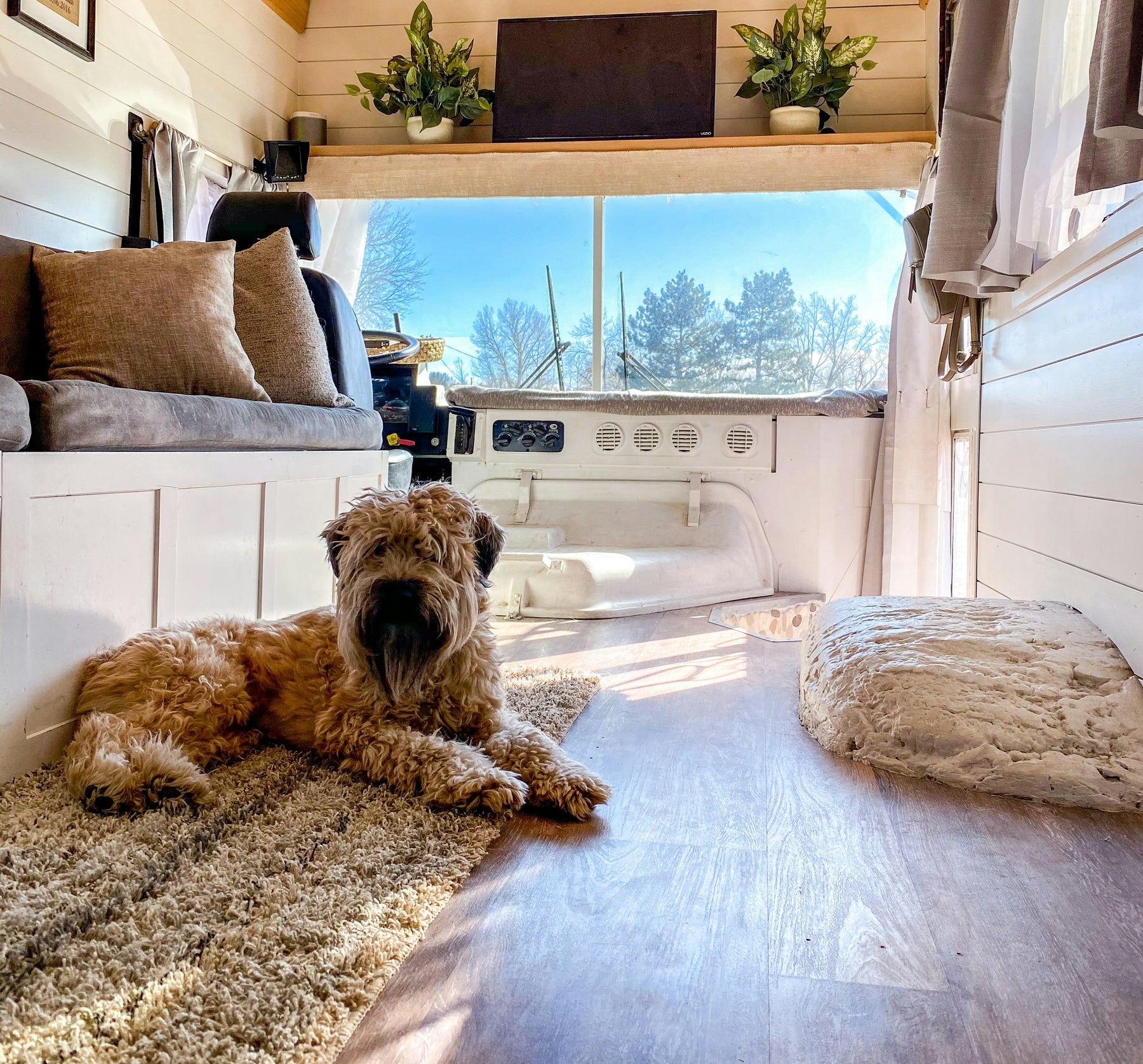 Living Small with Big Love: Tips for Sharing Your Tiny Home with Pets