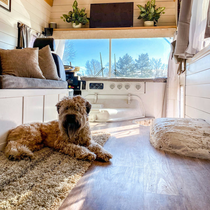 Living Small with Big Love: Tips for Sharing Your Tiny Home with Pets